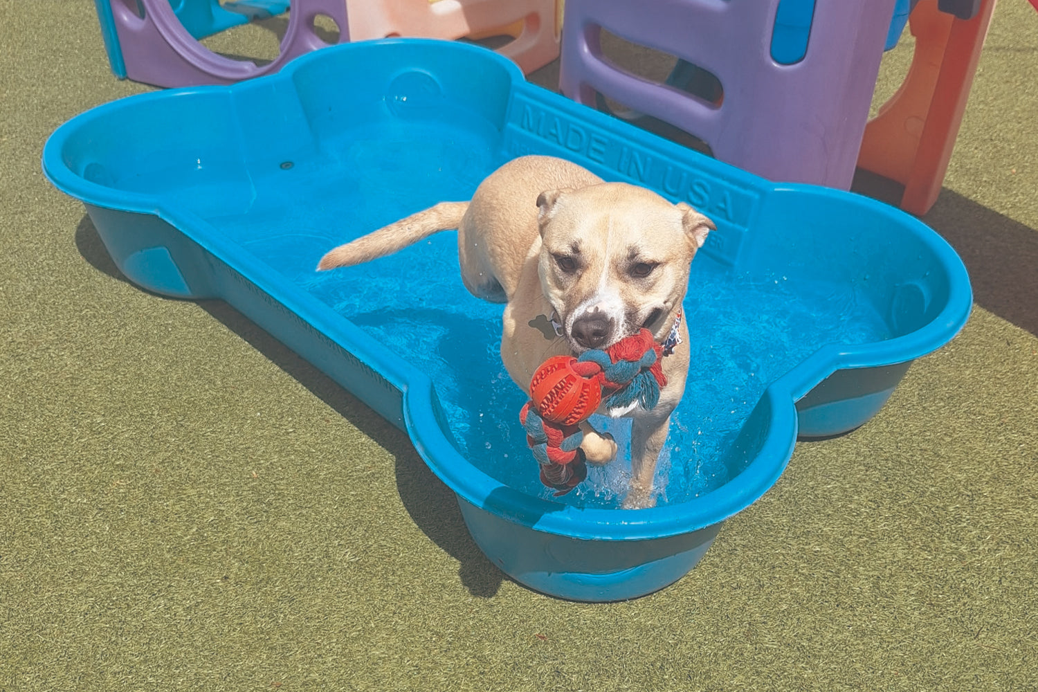 STINKER OF THE MONTH / JUNE 2026 : JUNE