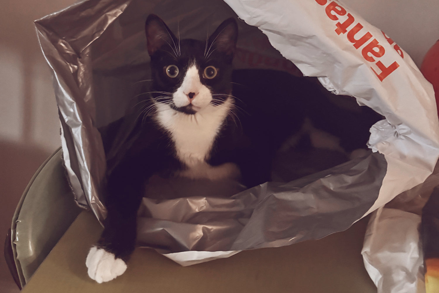 STINKER OF THE MONTH / JANUARY 2026 : PIERRE LE CHAT