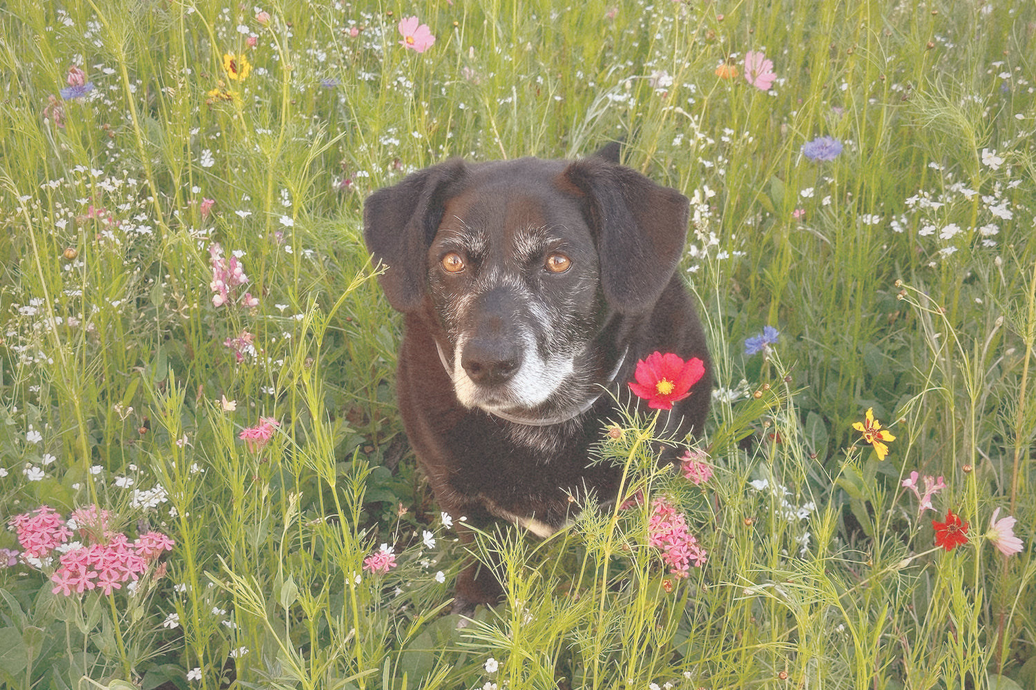 Stinker of the Month / February 2024: BEANIE