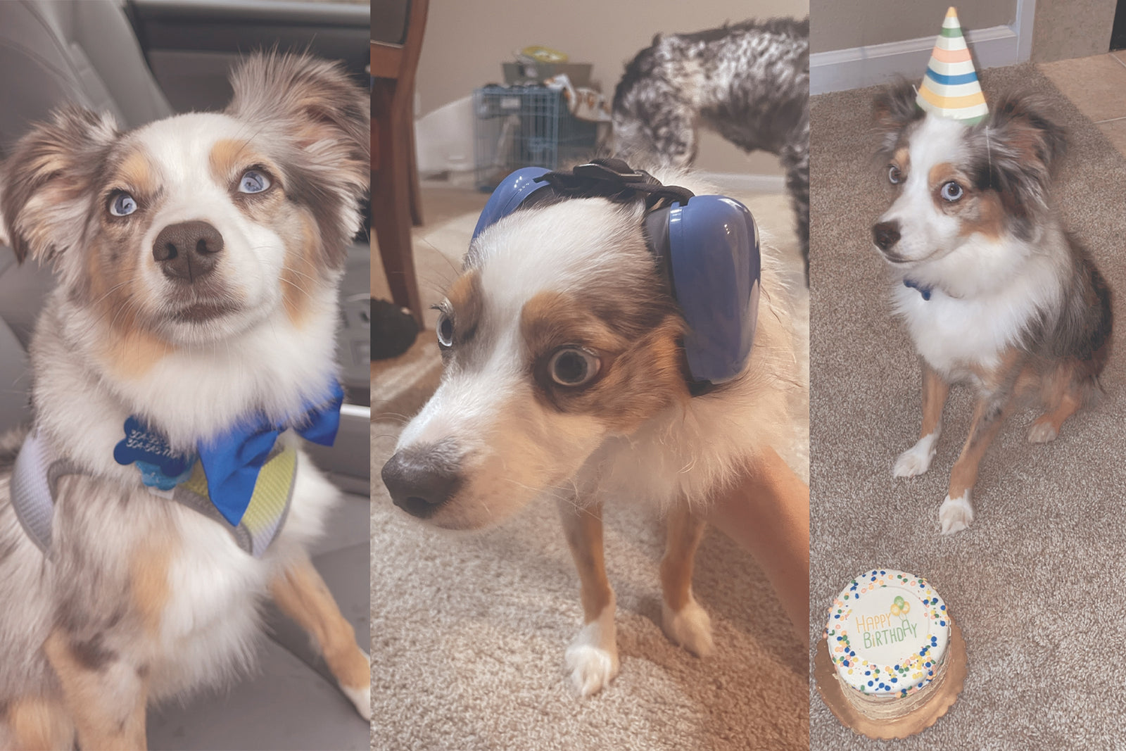 Stinker of the Month / MARCH 2024: Ferguson