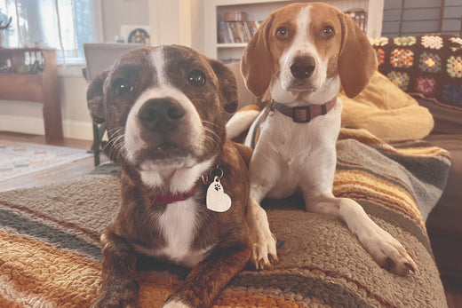 Stinkers of the Month / AUGUST 2024 : MAEVE & RUBY