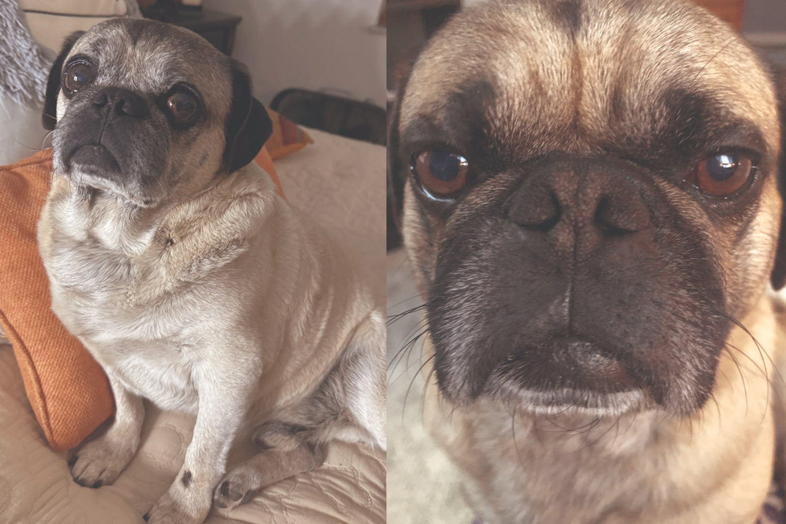 STINKER OF THE MONTH / JUNE 2025 : MAX