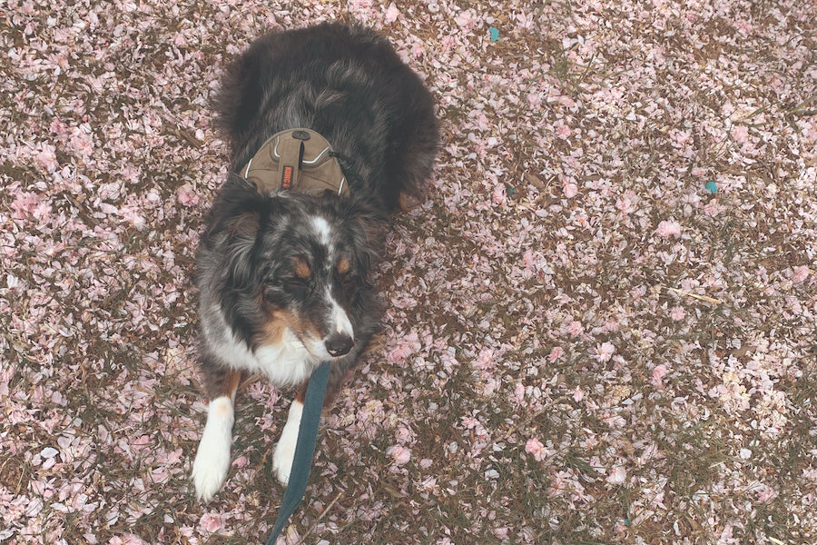 STINKER OF THE MONTH / SEPTEMBER 2025 : RANGER