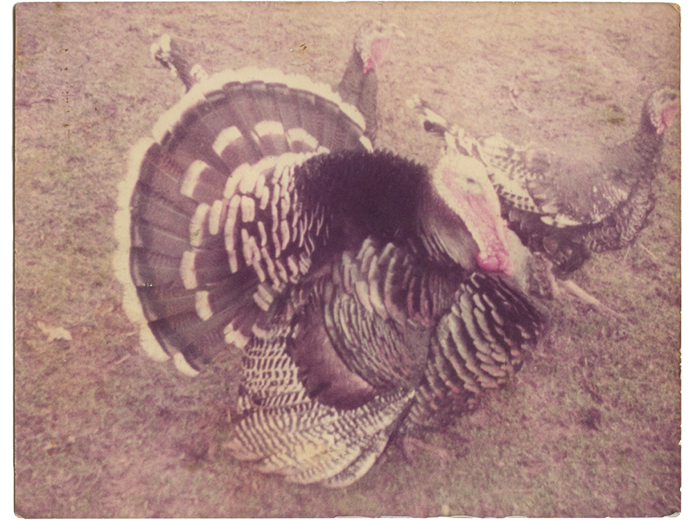 Vintage photograph of turkeys