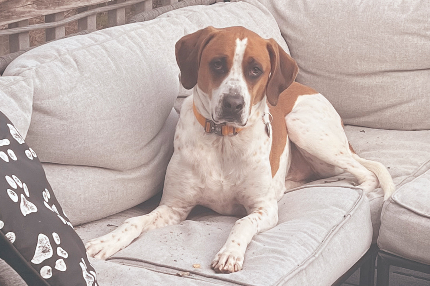 STINKER OF THE MONTH / FEBRUARY  2026 : WALLIE