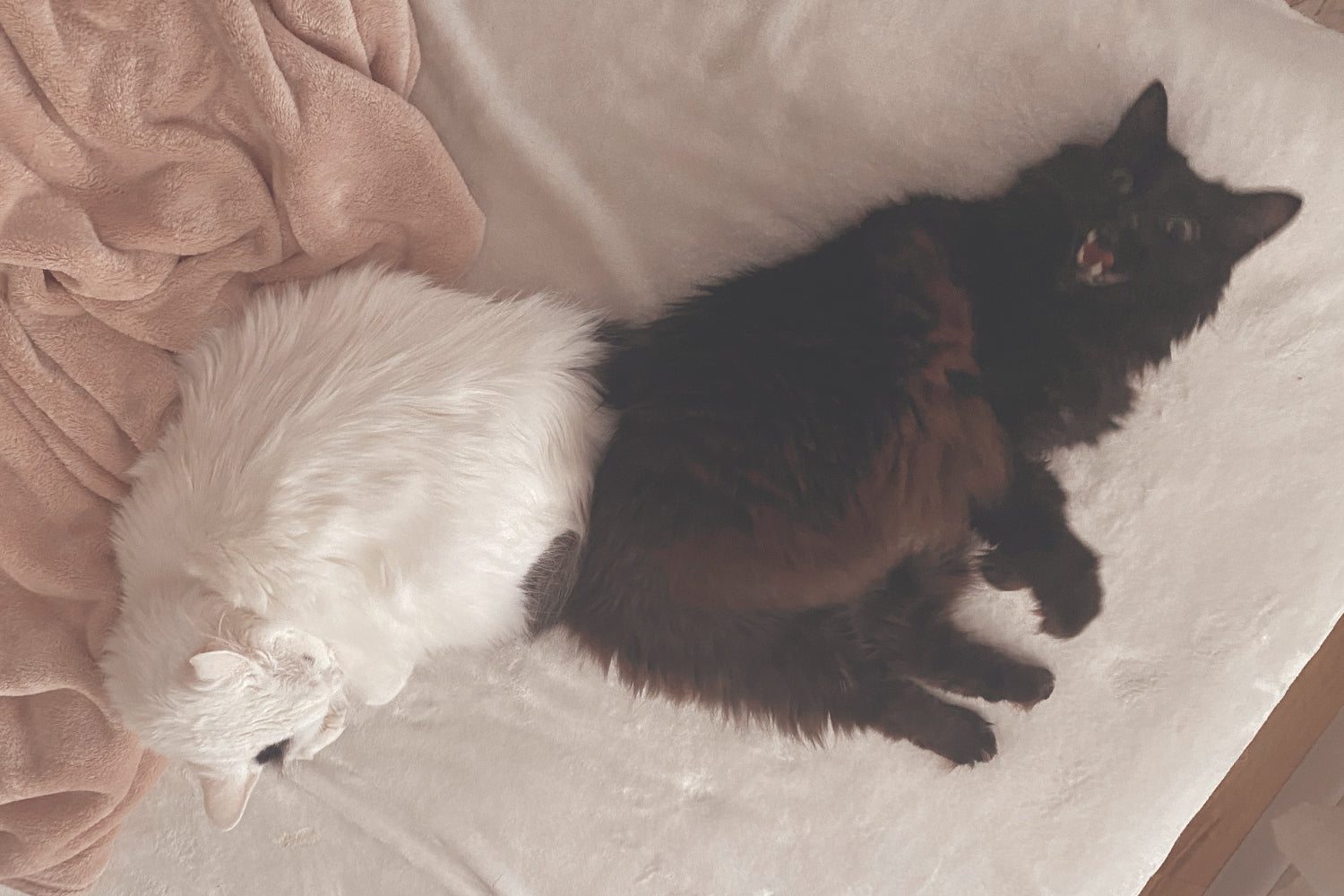 Stinker of the Month / JULY 2023: Zeppelin